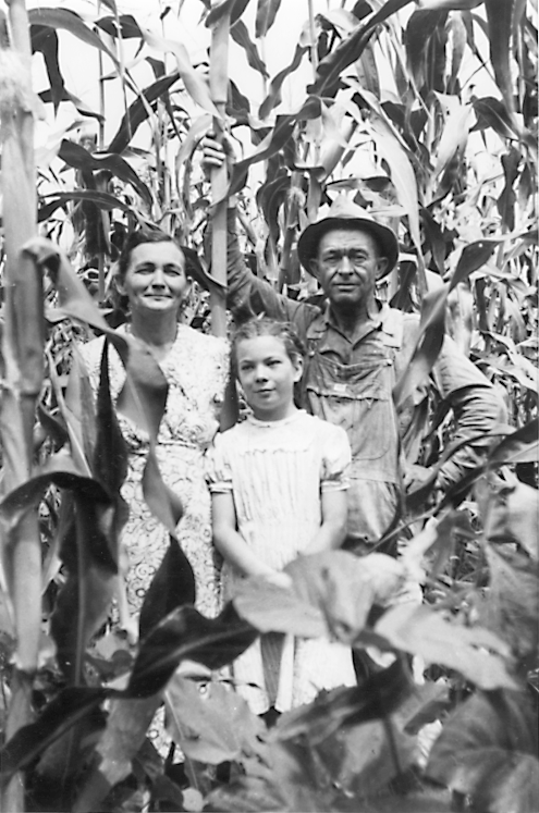 Cornfield, 1941